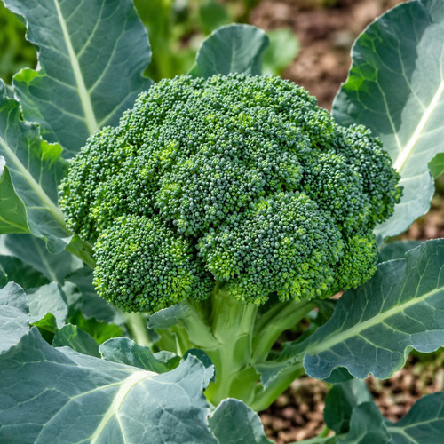 Broccoli Fiesta (Chem Free)