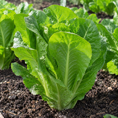 Lettuce Cos Super Jericho  (Ch Punnet