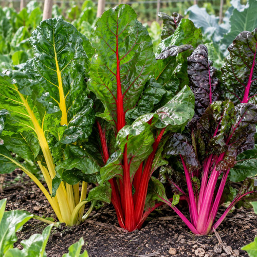 Silverbeet Rainbow Chard  (Che Punnet