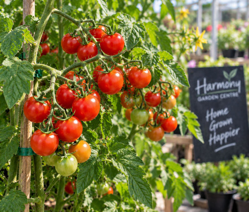 Tomtato Sweet Bite  (Chem Free Punnet