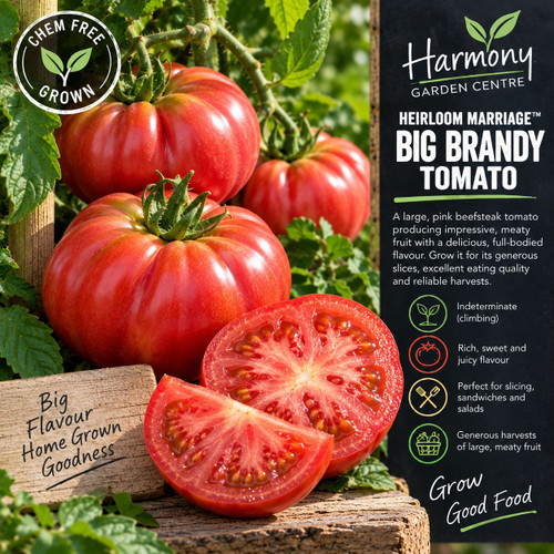 Tomtato Marriage™ Big Brandy ( Punnet