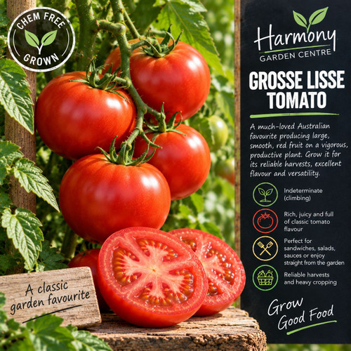 Tomtato Grosse Lisse (Chem Fre Punnet