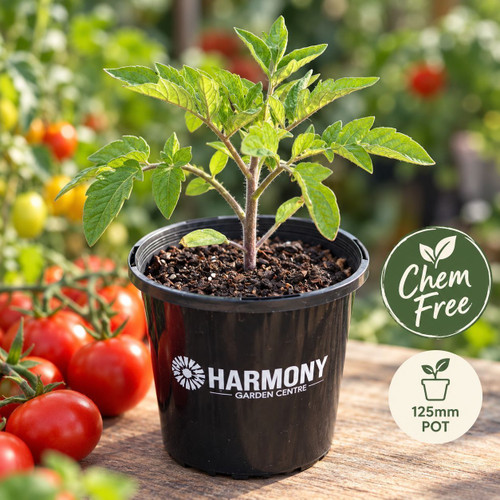 Tomato 'Tommy Toe' (Chem-Free) 125 mm