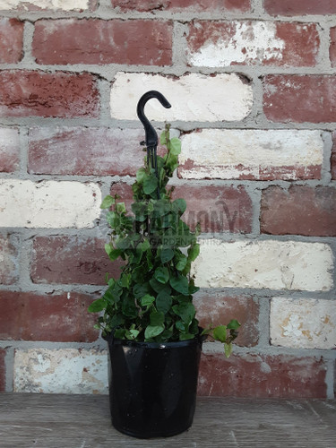Ficus pumila 130 mm