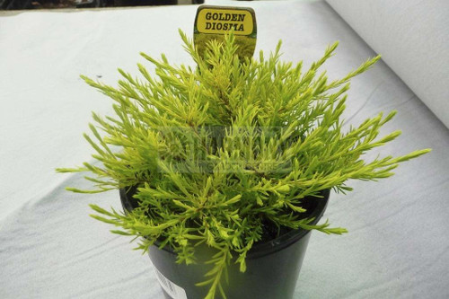 Coleonema pulchellum 'Aureum' 140 mm