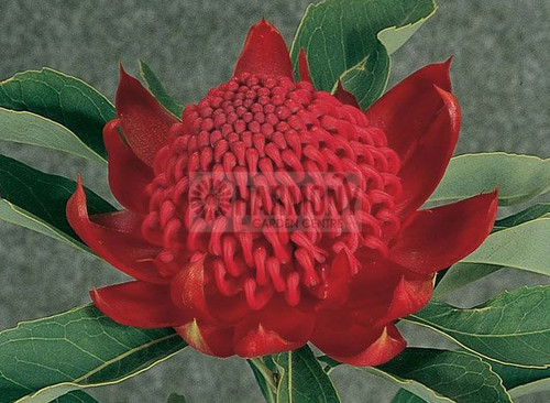 Telopea 'Shady Lady Red' 140 mm