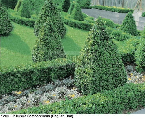 Buxus sempervirens 140 mm