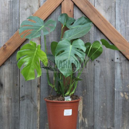 Monstera deliciosa 250 mm