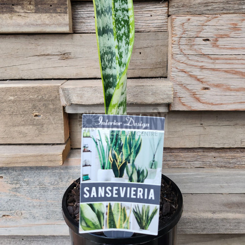 Sansevieria trifasciata 140 mm