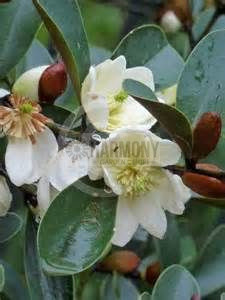 Michelia 'Scented Pearl' 200 mm