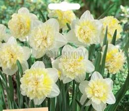 Daffodil 'Ice King' 4Pk Bulb