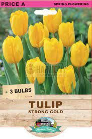 Tulip 'Strong Gold'2Pk
