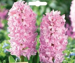 Hyacinth 'Pink Surprise' 2Pk