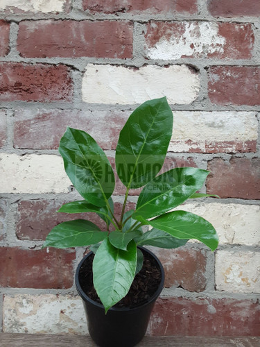 Schefflera alpine junior 130 mm