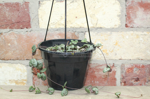 Ceropegia woodii 130 mm