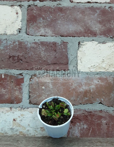 Dionaea muscipula 70 mm