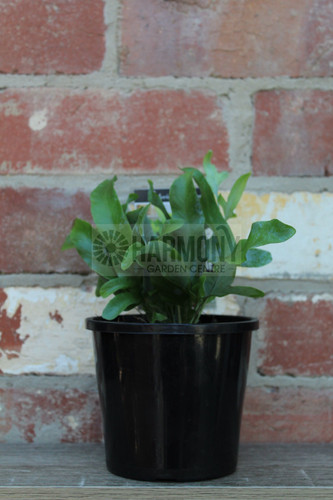 Phlebodium 'Blue Star' 130 mm