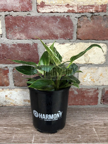 Philodendron 'Birkin' 130 mm