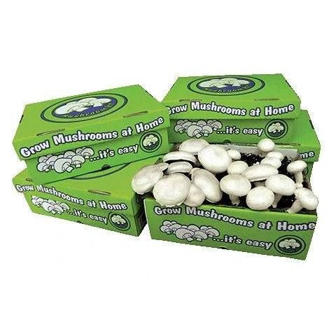 Mushroom Kits White Button