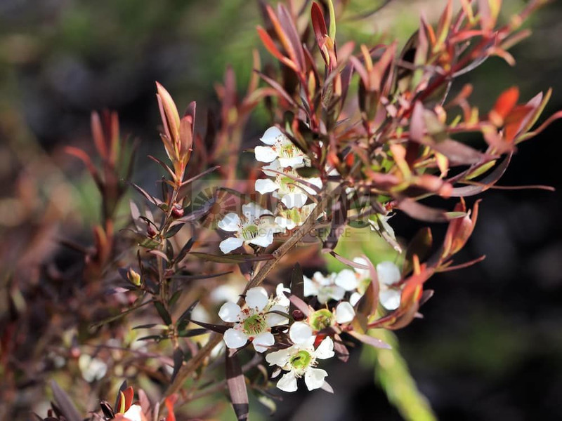 Leptospermum 'Starry Night' 50 mm