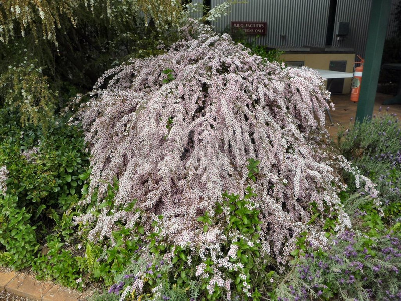 Leptospermum 'Pink Cascade' 50 mm
