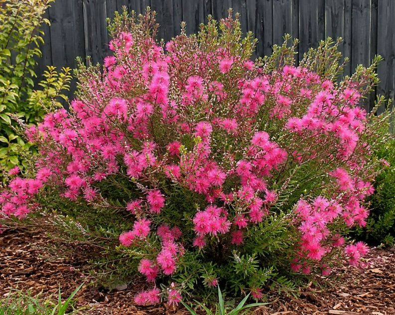 Melaleuca gibbosa 'Pink Passio 50 mm