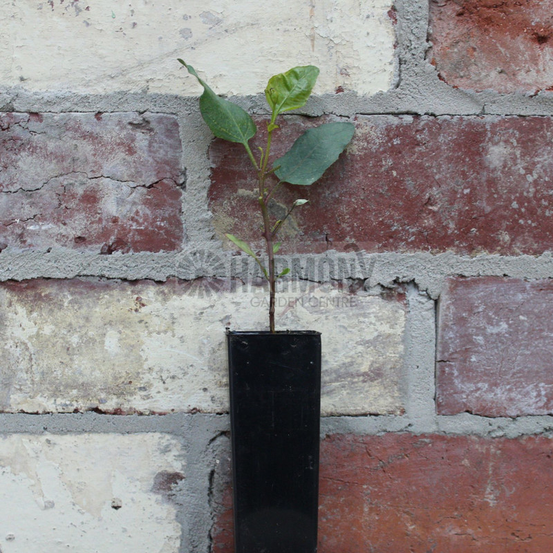 Eucalyptus macranda 50 mm