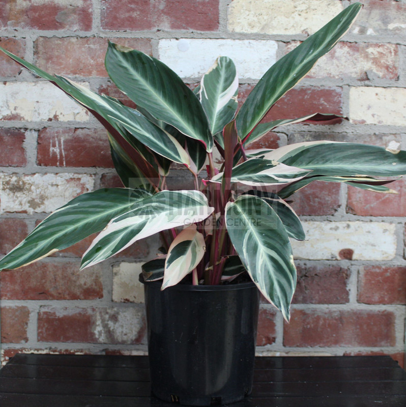 Stromanthe sanguinea 'Tricolou 200 mm