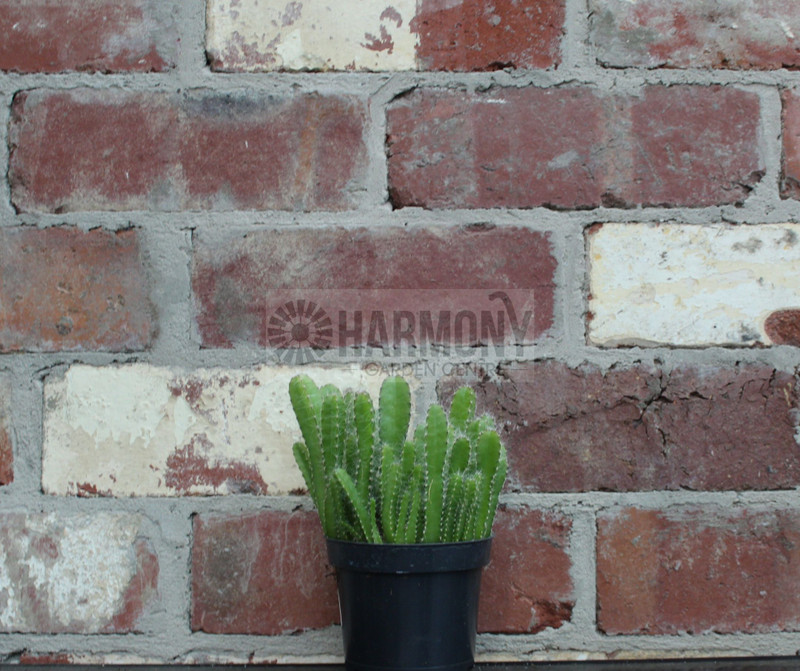 Hylocereus undatus 95 mm