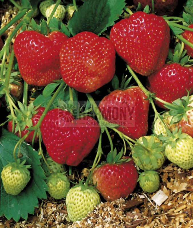Fragaria x ananassa 'Red Gaunt 10