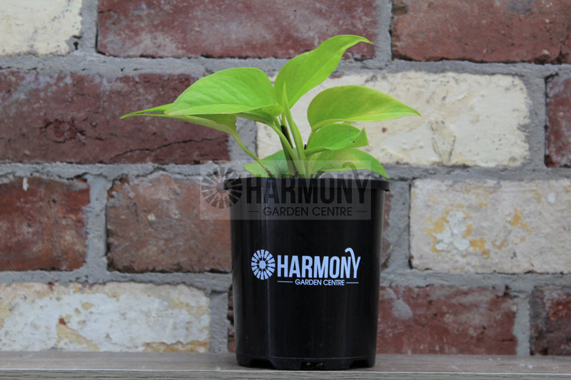 Epipremnum 'Goldilocks' 125 mm