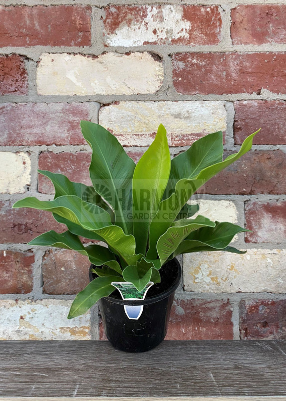 Asplenium australasicum 130 mm