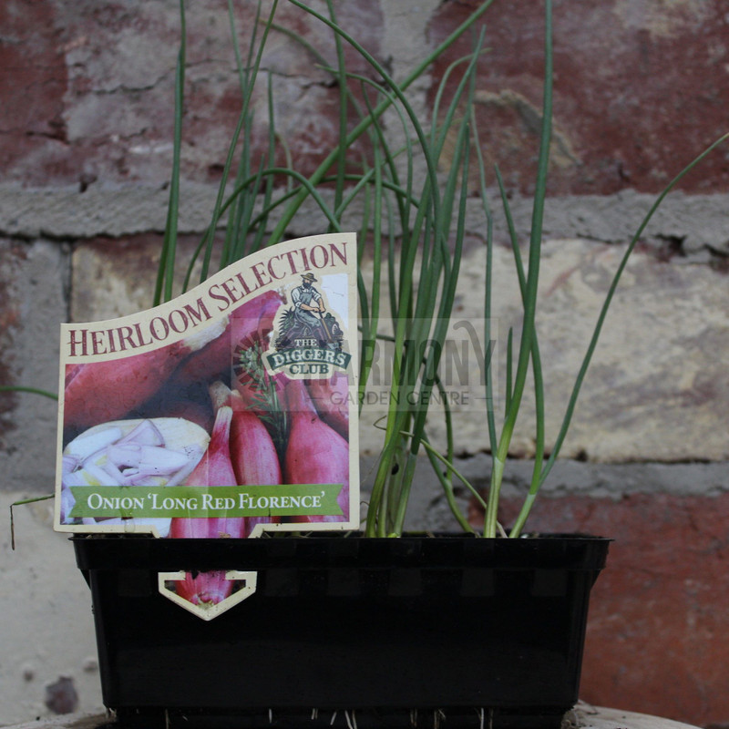 Diggers 'Onoin -Red Florence' Punnet