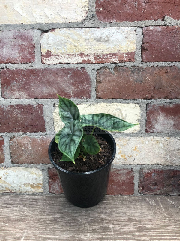 Alocasia baginda 'Dragon Scale 140 mm