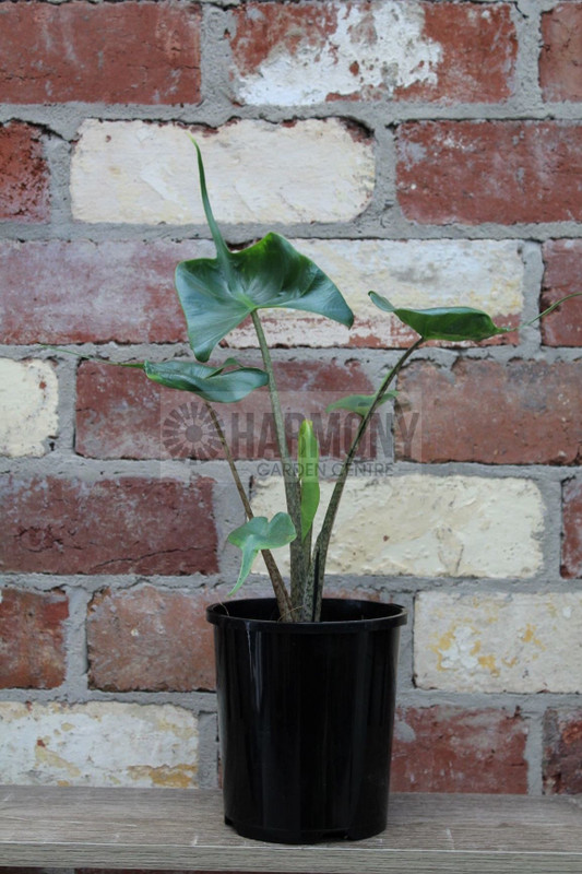 Alocasia macrorrhisos 'Stingra 140 mm