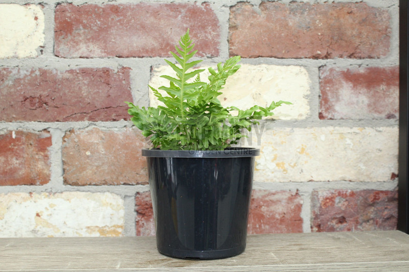 Blechnum 'Silver Lady' 130 mm