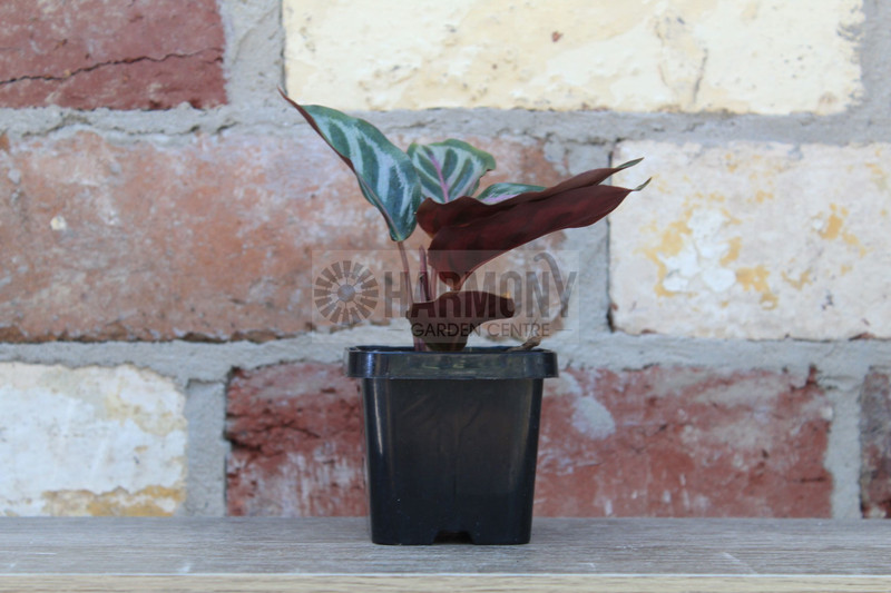 Calathea roseopicta 'Cora' 65 mm