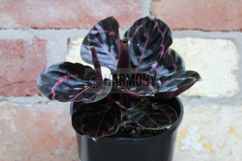 Calathea roseopicta 'Dottie' 125 mm