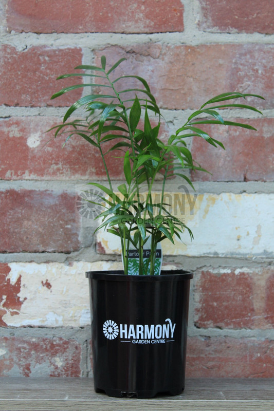 Chamaedorea elegans 125 mm