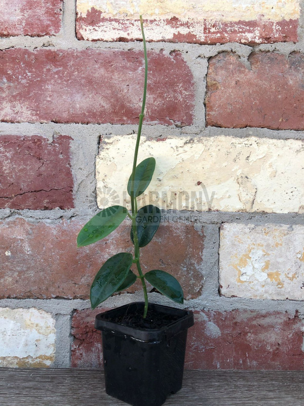 Hoya coronaria 'Red' 65 mm
