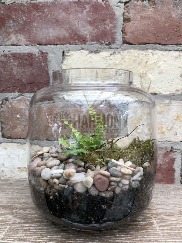 Living Gift - Terrarium Small