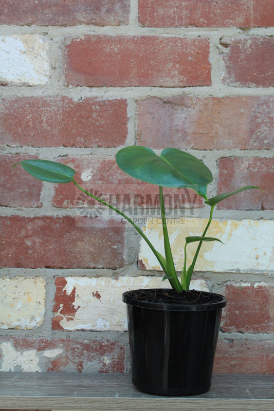 Monstera deliciosa 130 mm