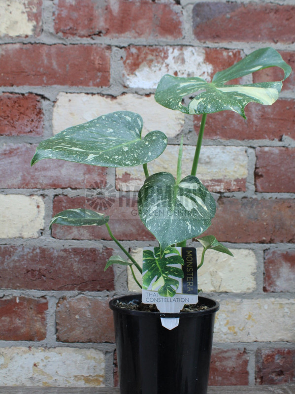 Monstera deliciosa 'Thai Const 150 mm