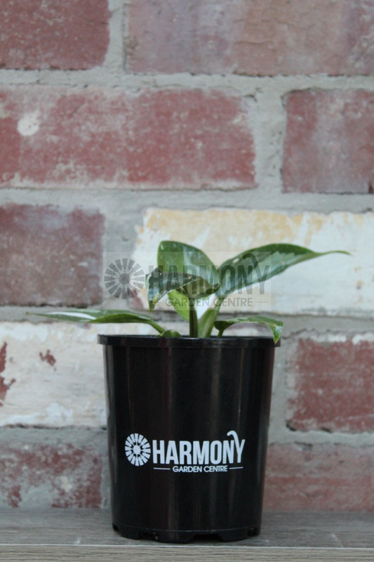 Philodendron 'White Princess' 125 mm