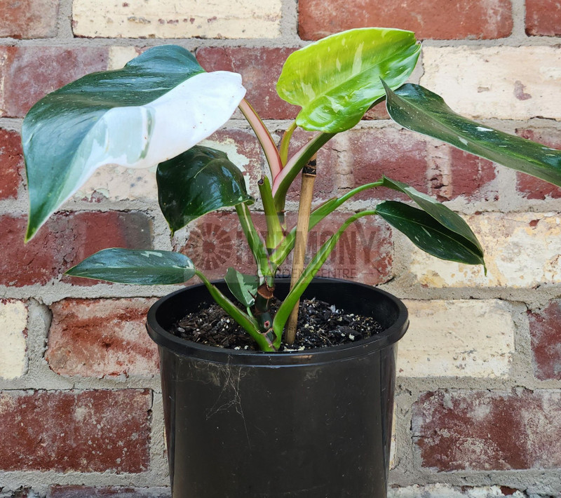 Philodendron 'White Princess' 200 mm