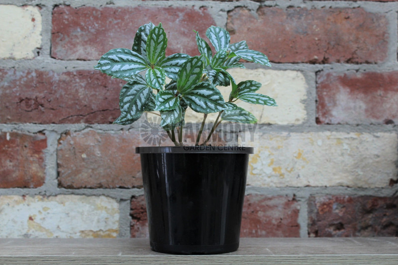 Pilea cadierei 130 mm