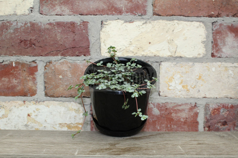 Pilea 'Silver Sprinkles' 130 mm Pilea 'Silver Sprinkles' 130 mm