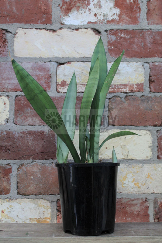 Sansevieria 'Silver Sword' 140 mm