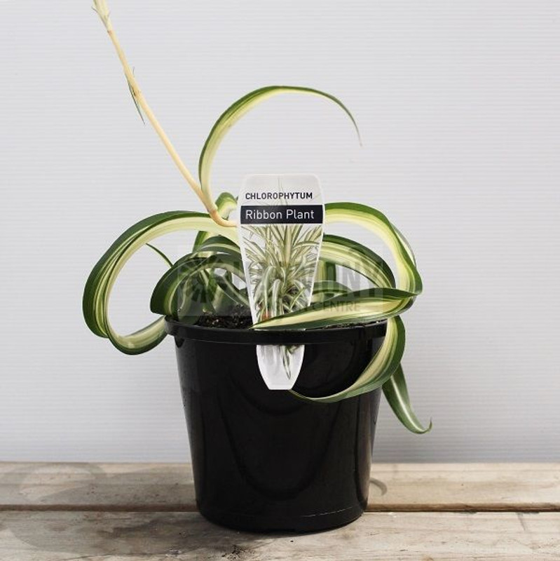 Chlorophytum hybrid 'Bonnie' 130 mm