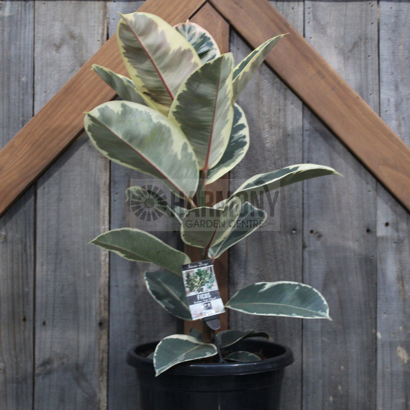 Ficus elastica 'Tineke' 300 mm